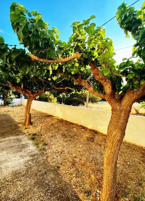 Aetos Τέσσερις Εποχές公寓 外观 照片